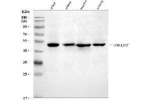 Western blot analysis of SMAD7 using anti-SMAD7 antibody (ABIN7602588).