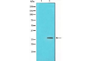 Western blot analysis on NIH-3T3 cell lysate using PDGFB Antibody,The lane on the left is treated with the antigen-specific peptide. (PDGFB anticorps  (N-Term))