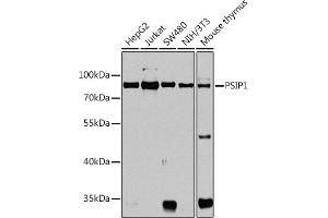 Western blot analysis of extracts of various cell lines, using PSIP1 antibody  at 1:1000 dilution. (PSIP1 anticorps  (AA 301-530))