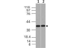 Image no. 1 for anti-Transcription Factor 19 (TCF19) (AA 86-291) antibody (ABIN5027525) (TCF19 anticorps  (AA 86-291))