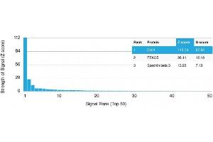 Analysis of Protein Array containing more than 19,000 full-length human proteins using EMI1 Mouse Monoclonal Antibody (EMI1/1176).