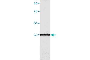 Western blot analysis of HepG2 whole cell lystae with GSTO1 monoclonal antibody, clone 2  at 1:500 dilution. (GSTO1 anticorps)