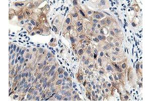 Image no. 5 for anti-Leucine Carboxyl Methyltransferase 1 (LCMT1) antibody (ABIN1499107) (LCMT1 anticorps)