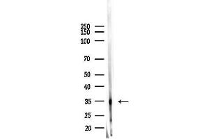 Western blot analysis of lysates from Hela cells(heat-shock 45 min treatment), using OR10Q1 Antibody at 1/1000 dilution.