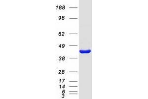 Validation with Western Blot