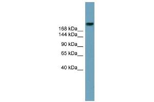 ABCA12 antibody used at 1 ug/ml to detect target protein.