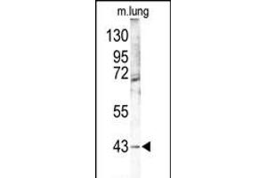 Western blot analysis of p38 gam (PK12) Antibody (Center) (ABIN391329 and ABIN2841359) in mouse lung tissue lysates (35 μg/lane). (MAPK12 anticorps  (AA 339-367))