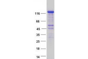 Validation with Western Blot (FNIP2 Protein (Myc-DYKDDDDK Tag))