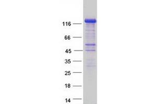 FNIP2 Protein (Myc-DYKDDDDK Tag)