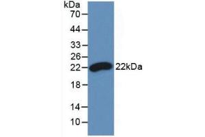 Western blot analysis of recombinant Chicken IFNb. (IFNB1 anticorps  (AA 27-203))