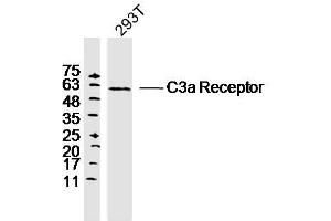 293T lysates probed with C3a Receptor Polyclonal Antibody, Unconjugated  at 1:300 dilution and 4˚C overnight incubation. (C3AR1 anticorps  (AA 401-482))