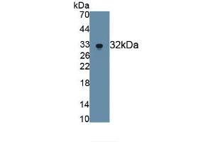 Detection of Recombinant MMP7, Human using Monoclonal Antibody to Matrix Metalloproteinase 7 (MMP7) (MMP7 anticorps  (AA 18-267))