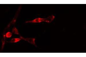 ABIN6274780 staining 293 cells by IF/ICC. (RPL35 anticorps  (C-Term))