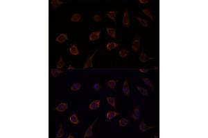 anti-Dual Specificity Phosphatase 8 (DUSP8) antibody