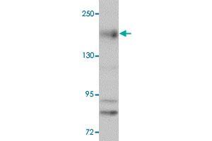 Western blot analysis of NLRC5 in EL4 cell lysate with NLRC5 polyclonal antibody  at 1 ug/mL. (NLRC5 anticorps  (N-Term))