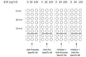 A431 cells were stimulated by different concentrations of EGF for 30 minutes at 37 °C.