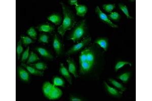 Immunofluorescence staining of A549 cells with ABIN7169157 at 1:133, counter-stained with DAPI.