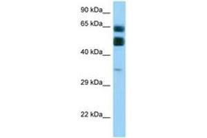 Image no. 1 for anti-Chromosome 16 Open Reading Frame 70 (C16orf70) (AA 255-304) antibody (ABIN6748108) (C16orf70 anticorps  (AA 255-304))