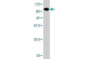 Western Blot detection against Immunogen (92.