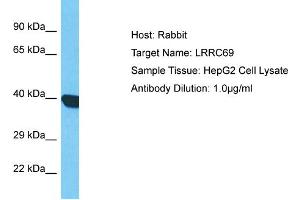 Host: Rabbit Target Name: LRRC69 Sample Type: HepG2 Whole Cell lysates Antibody Dilution: 1. (LRRC69 anticorps  (C-Term))