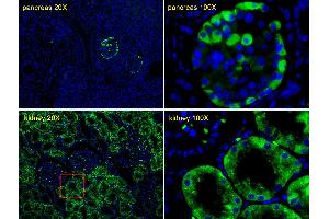 Immunofluorescent analysis of Human pancreas tissues and Human kidney tissues, using TTR Antibody (C-term) (ABIN652227 and ABIN2840949). (TTR anticorps  (C-Term))