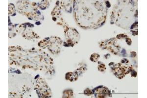 Image no. 1 for anti-THUMP Domain Containing 1 (THUMPD1) (AA 1-212) antibody (ABIN599266) (THUMPD1 anticorps  (AA 1-212))