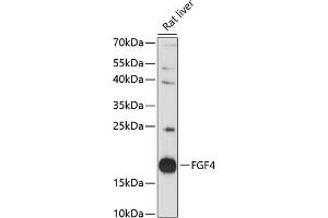 Western blot analysis of extracts of rat liver, using FGF4 antibody (ABIN7267187) at 1:3000 dilution. (FGF4 anticorps  (AA 31-206))