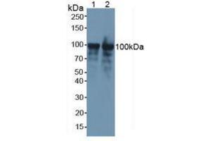 Western blot analysis of (1) Mouse Brain Tissue and (2) Mouse Spleen Tissue. (Nucleolin anticorps  (AA 353-568))