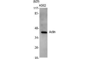Western Blot analysis of various cells using Actin Polyclonal Antibody diluted at 1:2000. (Actin anticorps  (AA 300-380))
