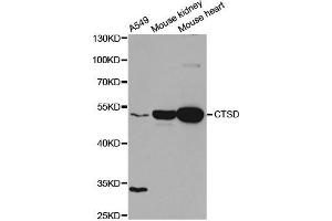 Western Blotting (WB) image for anti-Cathepsin D (CTSD) antibody (ABIN1872099) (Cathepsin D anticorps)