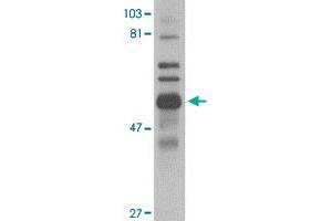 Western blot analysis of Trim30 in mouse spleen tissue lysate with Trim30 polyclonal antibody  at 1 ug/mL . (TRIM30 anticorps  (C-Term))