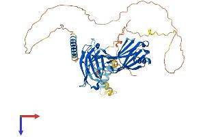 AlphaFold protein structure predicition of Human Recombinant SYT6 Protein, UniprotID Q5T7P8