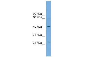 PODXL2 antibody used at 0. (PODXL2 anticorps  (N-Term))