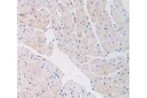 IHC-P analysis of Mouse Tissue, with DAB staining. (COL6A1 anticorps  (AA 816-1002))
