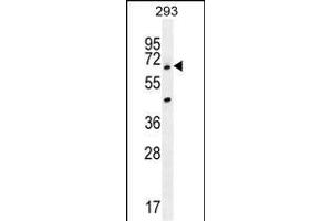 ANKRD34B Antibody (C-term) (ABIN655456 and ABIN2844983) western blot analysis in 293 cell line lysates (35 μg/lane). (ANKRD34B anticorps  (C-Term))