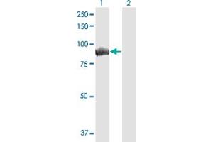 Western Blot analysis of MALT1 expression in transfected 293T cell line by MALT1 monoclonal antibody (M01), clone 1E12.