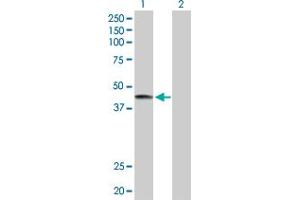 Western Blot analysis of LRG1 expression in transfected 293T cell line by LRG1 MaxPab polyclonal antibody. (LRG1 anticorps  (AA 1-347))