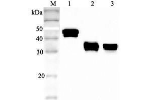 Western blot analysis using anti-Clusterin (human), pAb  at 1:2'000 dilution. (Clusterin anticorps)