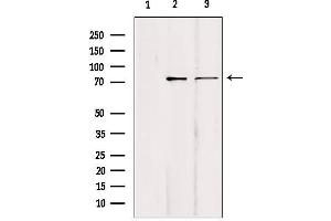 Western blot analysis of extracts from various samples, using KIFC1 Antibody. (KIFC1 anticorps  (Internal Region))