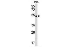 CHI3L2 Antibody (N-term) western blot analysis in Hela cell line lysates (35µg/lane). (CHI3L2 anticorps  (N-Term))