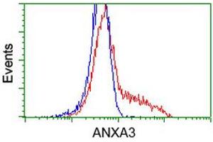 HEK293T cells transfected with either RC201540 overexpress plasmid (Red) or empty vector control plasmid (Blue) were immunostained by anti-ANXA3 antibody (ABIN2454001), and then analyzed by flow cytometry. (Annexin A3 anticorps)