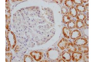 IHC image of ABIN7127329 diluted at 1:100 and staining in paraffin-embedded human kidney tissue performed on a Leica BondTM system.