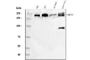 Western blot analysis of JLP/SPAG9 using anti-JLP/SPAG9 antibody (ABIN7601091).