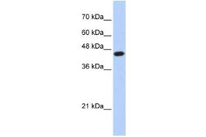 Western Blotting (WB) image for anti-E2F Transcription Factor 1 (E2F1) antibody (ABIN2460125) (E2F1 anticorps)