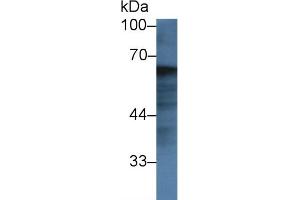 Detection of FGA in Bovine Lung lysate using Polyclonal Antibody to Fibrinogen Alpha Chain (FGA) (FGA anticorps  (AA 39-615))