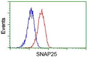 Image no. 5 for anti-Synaptosomal-Associated Protein, 25kDa (SNAP25) antibody (ABIN1501017) (SNAP25 anticorps)