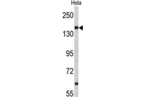 Western Blotting (WB) image for anti-Nucleoporin 153kDa (NUP153) antibody (ABIN3004036) (NUP153 anticorps)
