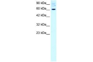WB Suggested Anti-FOXJ2 Antibody Titration:  2. (Forkhead Box J2 anticorps  (Middle Region))