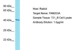 Host: Rabbit Target Name: FAM203A Sample Type: 721_B Whole Cell lysates Antibody Dilution: 1.
