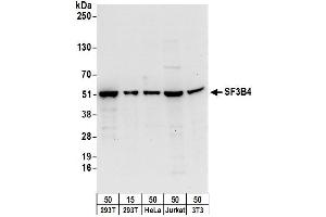 Western Blotting (WB) image for anti-Splicing Factor 3b, Subunit 4, 49kDa (SF3B4) (AA 374-424) antibody (ABIN7454988)